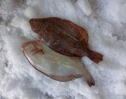 Flounder (steak)