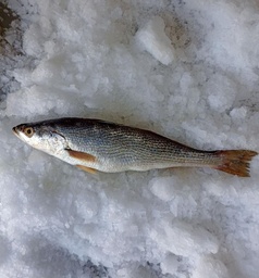 Scaled and gutted Seatrout